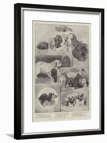 Sketches at the Kennel Club Show, Crystal Palace-null-Framed Giclee Print