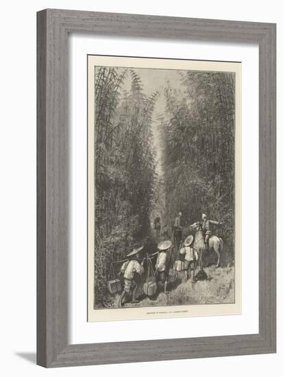 Sketches in Formosa, in a Bamboo Forest-Amedee Forestier-Framed Giclee Print