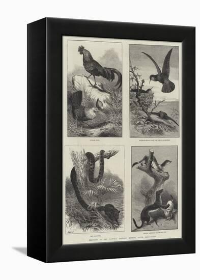 Sketches in the Natural History Museum, South Kensington-null-Framed Premier Image Canvas