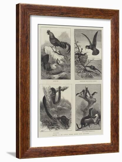 Sketches in the Natural History Museum, South Kensington-null-Framed Giclee Print