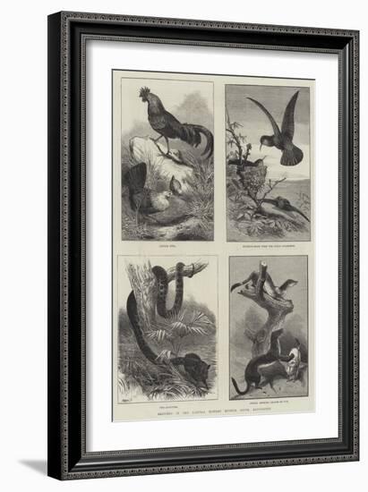 Sketches in the Natural History Museum, South Kensington-null-Framed Giclee Print