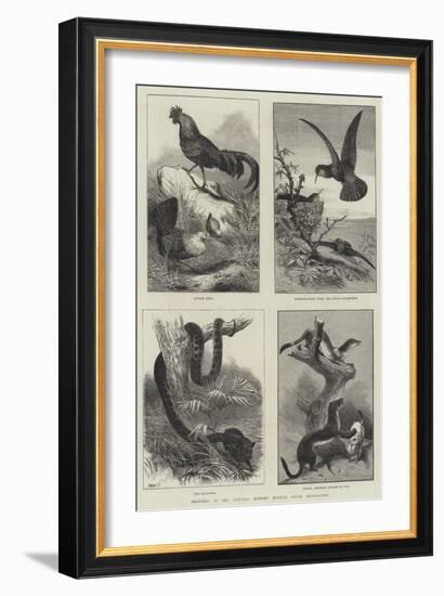 Sketches in the Natural History Museum, South Kensington-null-Framed Giclee Print