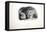 Sketches of Animals at the Zoological Gardens-Edward Lear-Framed Premier Image Canvas