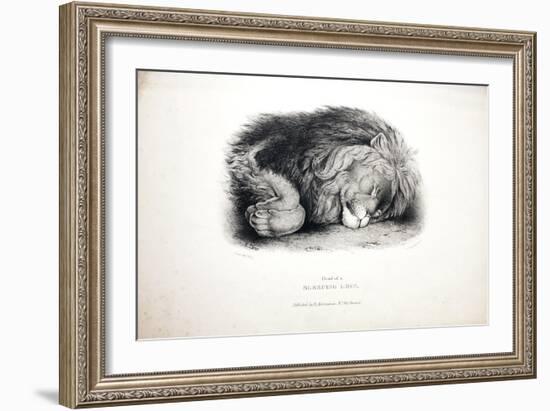 Sketches of Animals at the Zoological Gardens-Edward Lear-Framed Giclee Print