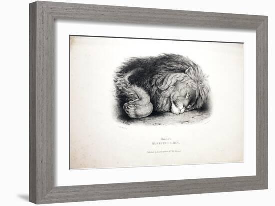 Sketches of Animals at the Zoological Gardens-Edward Lear-Framed Giclee Print