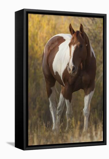 Skewbald Horse In Ranch, Martinsdale, Montana, USA-Carol Walker-Framed Premier Image Canvas