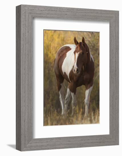 Skewbald Horse In Ranch, Martinsdale, Montana, USA-Carol Walker-Framed Photographic Print