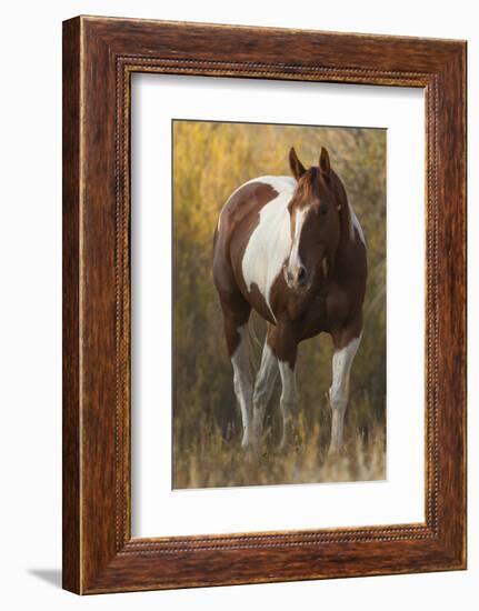 Skewbald Horse In Ranch, Martinsdale, Montana, USA-Carol Walker-Framed Photographic Print