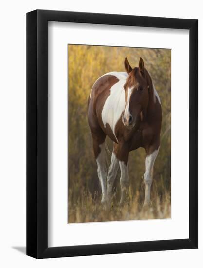 Skewbald Horse In Ranch, Martinsdale, Montana, USA-Carol Walker-Framed Photographic Print