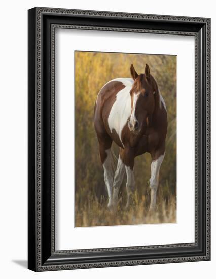 Skewbald Horse In Ranch, Martinsdale, Montana, USA-Carol Walker-Framed Photographic Print