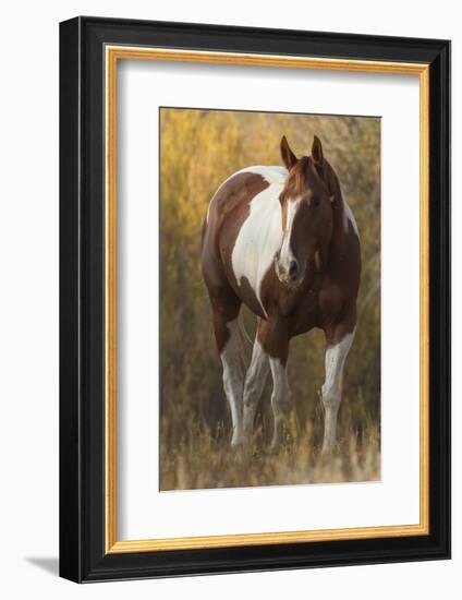 Skewbald Horse In Ranch, Martinsdale, Montana, USA-Carol Walker-Framed Photographic Print