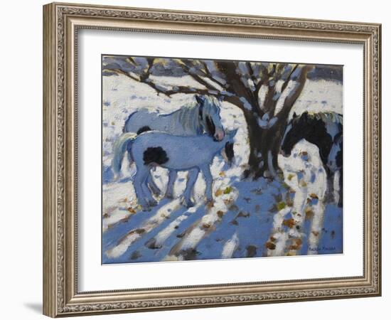 Skewbald Ponies in Winter, 2012-Andrew Macara-Framed Giclee Print