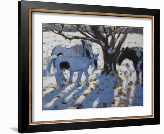 Skewbald Ponies in Winter, 2012-Andrew Macara-Framed Giclee Print