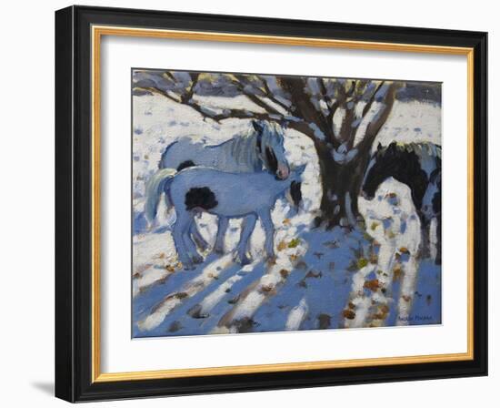 Skewbald Ponies in Winter, 2012-Andrew Macara-Framed Giclee Print