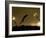 Ski Jumper in Action, Torino, Italy-Chris Trotman-Framed Photographic Print