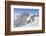 Ski mountaneering, Forni glacier, Italy, Alps. Ski mountaneering at Forni Glacier in italian Alps-ClickAlps-Framed Photographic Print