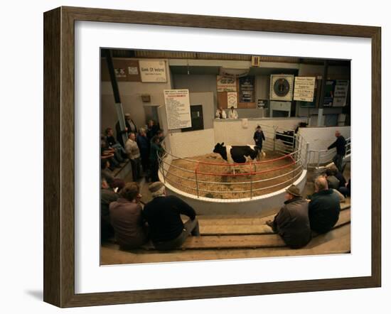 Skibbereen Cattle Auctions, County Cork, Munster, Eire (Republic of Ireland)-Gavin Hellier-Framed Photographic Print