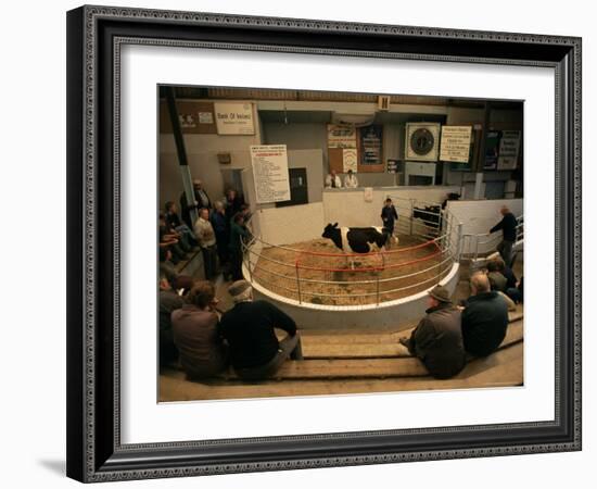 Skibbereen Cattle Auctions, County Cork, Munster, Eire (Republic of Ireland)-Gavin Hellier-Framed Photographic Print