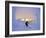 Skier in Snowghosts at Big Mountain Resort in Whitefish, Montana, USA-Chuck Haney-Framed Photographic Print