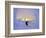 Skier in Snowghosts at Big Mountain Resort in Whitefish, Montana, USA-Chuck Haney-Framed Photographic Print