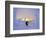 Skier in Snowghosts at Big Mountain Resort in Whitefish, Montana, USA-Chuck Haney-Framed Photographic Print