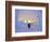 Skier in Snowghosts at Big Mountain Resort in Whitefish, Montana, USA-Chuck Haney-Framed Photographic Print