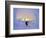 Skier in Snowghosts at Big Mountain Resort in Whitefish, Montana, USA-Chuck Haney-Framed Photographic Print