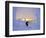 Skier in Snowghosts at Big Mountain Resort in Whitefish, Montana, USA-Chuck Haney-Framed Photographic Print