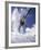 Skier Kicking Up Powder as He Jumps over Hill-George Silk-Framed Photographic Print