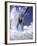 Skier Kicking Up Powder as He Jumps over Hill-George Silk-Framed Photographic Print