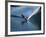 Skier Speeding, Water Spraying-null-Framed Photographic Print