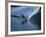 Skier Speeding, Water Spraying-null-Framed Photographic Print