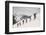 Skiers on the Slopes of Sun Valley Ski Resort, Idaho, April 22, 1947-George Silk-Framed Photographic Print