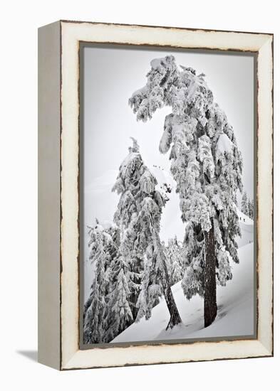 Skiers & Snowboarders, Framed By Snow Encrusted Trees, Shuksan Arm, Mt Baker Ski Area Backcountry-Jay Goodrich-Framed Premier Image Canvas