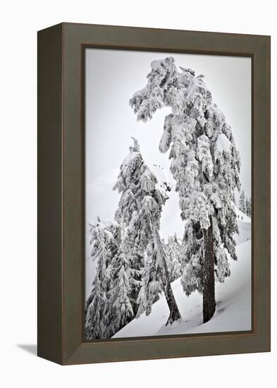 Skiers & Snowboarders, Framed By Snow Encrusted Trees, Shuksan Arm, Mt Baker Ski Area Backcountry-Jay Goodrich-Framed Premier Image Canvas