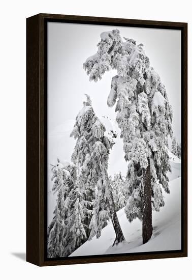 Skiers & Snowboarders, Framed By Snow Encrusted Trees, Shuksan Arm, Mt Baker Ski Area Backcountry-Jay Goodrich-Framed Premier Image Canvas