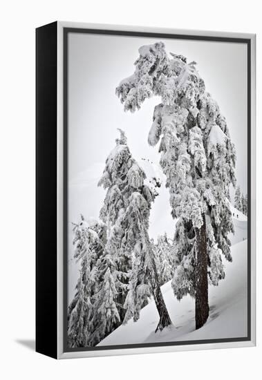 Skiers & Snowboarders, Framed By Snow Encrusted Trees, Shuksan Arm, Mt Baker Ski Area Backcountry-Jay Goodrich-Framed Premier Image Canvas