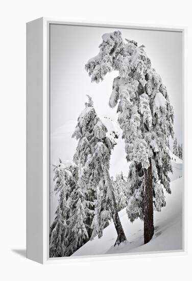 Skiers & Snowboarders, Framed By Snow Encrusted Trees, Shuksan Arm, Mt Baker Ski Area Backcountry-Jay Goodrich-Framed Premier Image Canvas