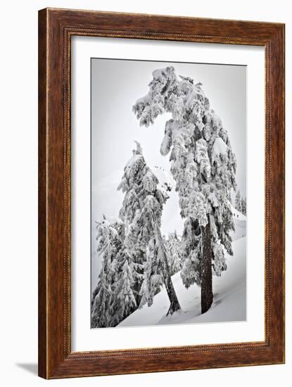 Skiers & Snowboarders, Framed By Snow Encrusted Trees, Shuksan Arm, Mt Baker Ski Area Backcountry-Jay Goodrich-Framed Photographic Print