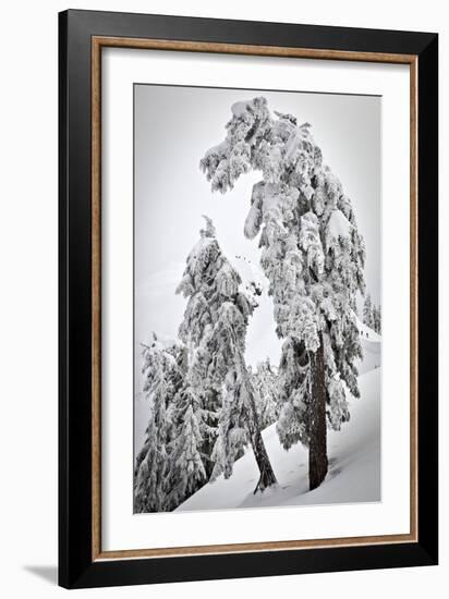 Skiers & Snowboarders, Framed By Snow Encrusted Trees, Shuksan Arm, Mt Baker Ski Area Backcountry-Jay Goodrich-Framed Photographic Print