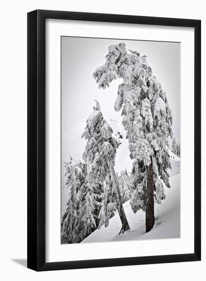 Skiers & Snowboarders, Framed By Snow Encrusted Trees, Shuksan Arm, Mt Baker Ski Area Backcountry-Jay Goodrich-Framed Photographic Print