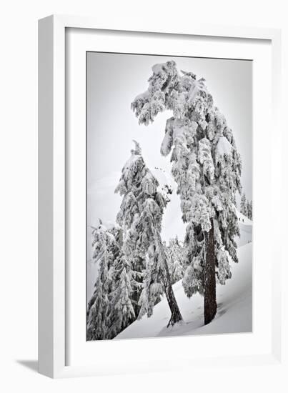 Skiers & Snowboarders, Framed By Snow Encrusted Trees, Shuksan Arm, Mt Baker Ski Area Backcountry-Jay Goodrich-Framed Photographic Print