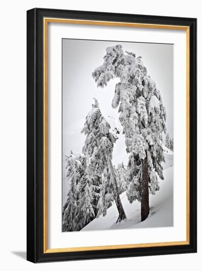 Skiers & Snowboarders, Framed By Snow Encrusted Trees, Shuksan Arm, Mt Baker Ski Area Backcountry-Jay Goodrich-Framed Photographic Print