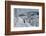 Skiing Amongst Ghost Trees Grand Targhee Ski Resort, Wyoming (MR)-Howie Garber-Framed Photographic Print