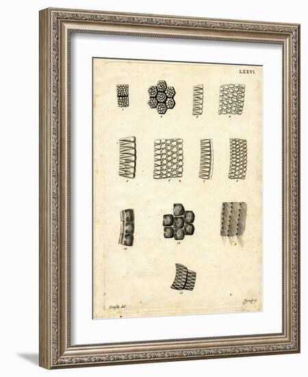 Skin Scales-null-Framed Giclee Print