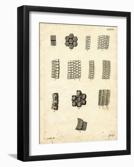 Skin Scales-null-Framed Giclee Print