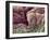 Skin Tissue, SEM-Steve Gschmeissner-Framed Photographic Print