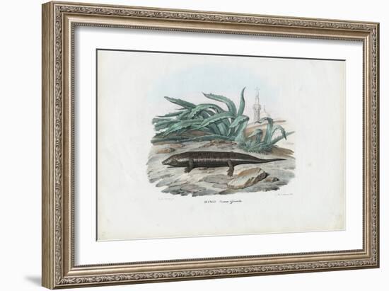 Skink, 1863-79-Raimundo Petraroja-Framed Giclee Print