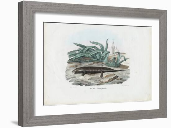 Skink, 1863-79-Raimundo Petraroja-Framed Giclee Print