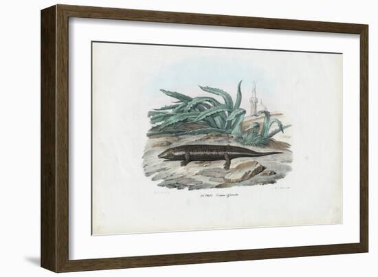 Skink, 1863-79-Raimundo Petraroja-Framed Giclee Print